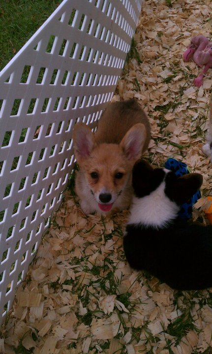 263747_553349072556_914753_n